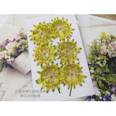 白芨-鮮黃色-押花花材