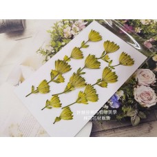 白芨-鮮黃色側壓-押花花材