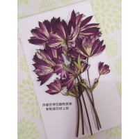 白芨-原紅色側壓-押花花材