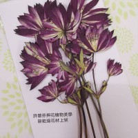 白芨-原紅色側壓-押花花材