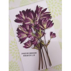 白芨-原紅色側壓-押花花材