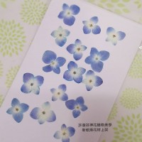 繡球花-藍白色-押花花材