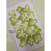 繡球花-綠白色- 押花花材