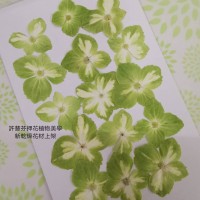 繡球花-綠白色- 押花花材