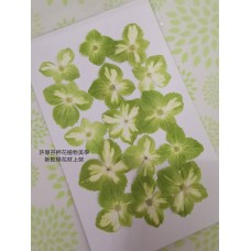 繡球花-綠白色- 押花花材