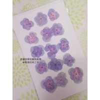 繡球花-押花花材-複瓣淺紫藍色