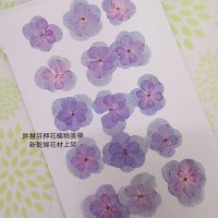 繡球花-押花花材-複瓣淺紫藍色