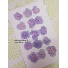 繡球花-押花花材-複瓣淺紫藍色