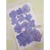 繡球花-押花花材-複瓣紫藍色