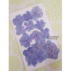 繡球花-押花花材-複瓣紫藍色