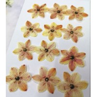 伯利恆之星-淡黃紅色-押花花材