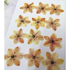 伯利恆之星-淡黃紅色-押花花材