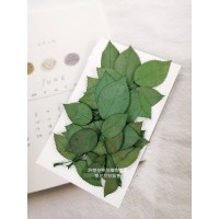 玫瑰葉-綠色-押花花材