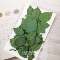 玫瑰葉-綠色-押花花材