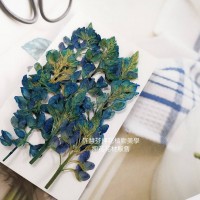 魯冰花-染藍色-押花花材