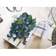 魯冰花-染藍色-押花花材