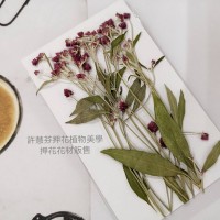 一點紅-原色-押花花材