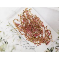 小巒樹芽花-原色-押花花材