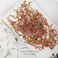 小巒樹芽花-原色-押花花材