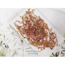 小巒樹芽花-原色-押花花材