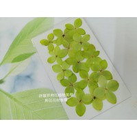 木繡球花_亮綠色