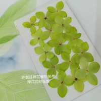 木繡球花_亮綠色