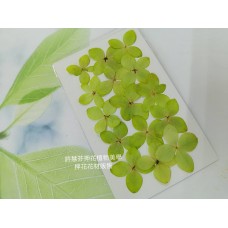 木繡球花_亮綠色