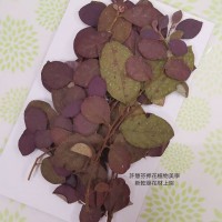 紅槭木-紅-押花花材