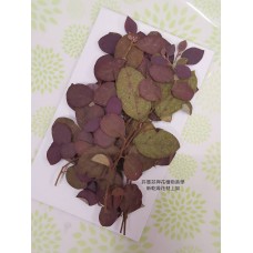 紅槭木-紅-押花花材