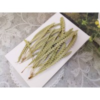 班克木葉-原色-押花花材