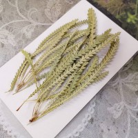 班克木葉-原色-押花花材