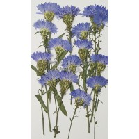 孔雀草花-側面藍色