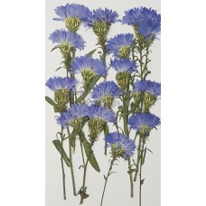 孔雀草花-側面藍色