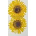 太陽菊細瓣-亮黃色
