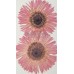 太陽菊細瓣-粉紅色