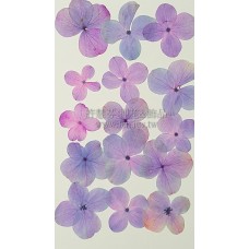 繡球花-紫紅色