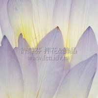 荷花瓣-淺紫色-押花花材