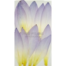 荷花瓣-淺紫色-押花花材