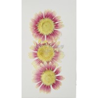 太陽菊-淺桃紅色白心