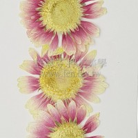 太陽菊-淺桃紅色白心