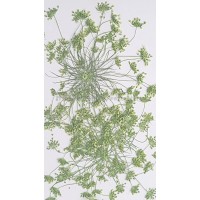 大蕾絲 -黃綠色