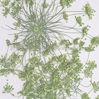 大蕾絲 -黃綠色