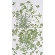 大蕾絲 -黃綠色