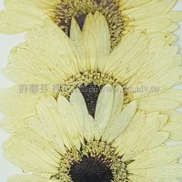 太陽菊-原色黑心