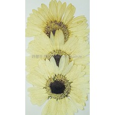 太陽菊-原色黑心