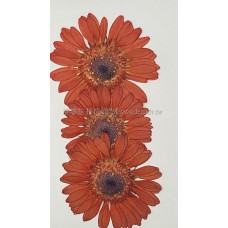 太陽菊-橙色