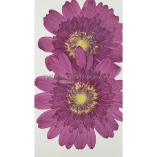 太陽菊-紫桃紅