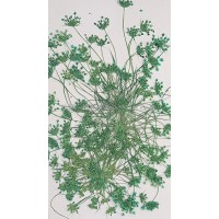 大蕾絲 -藍綠色