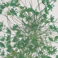 大蕾絲 -藍綠色