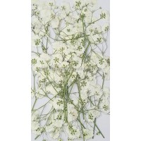 滿天星-白色帶枝-押花花材